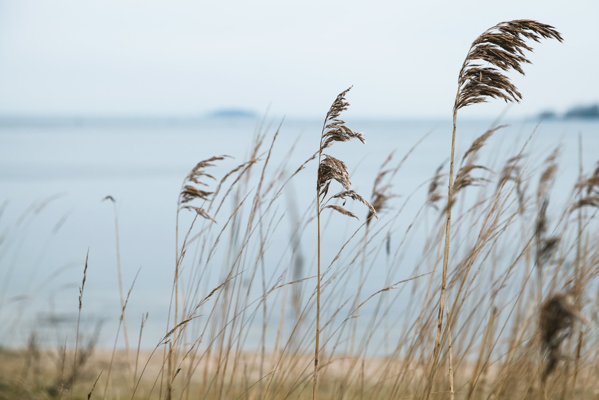 Dry coastal coastal reed, natural photo